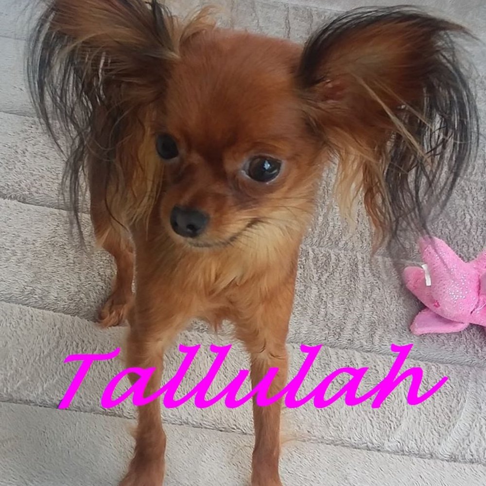 Meet your Posher, Terry